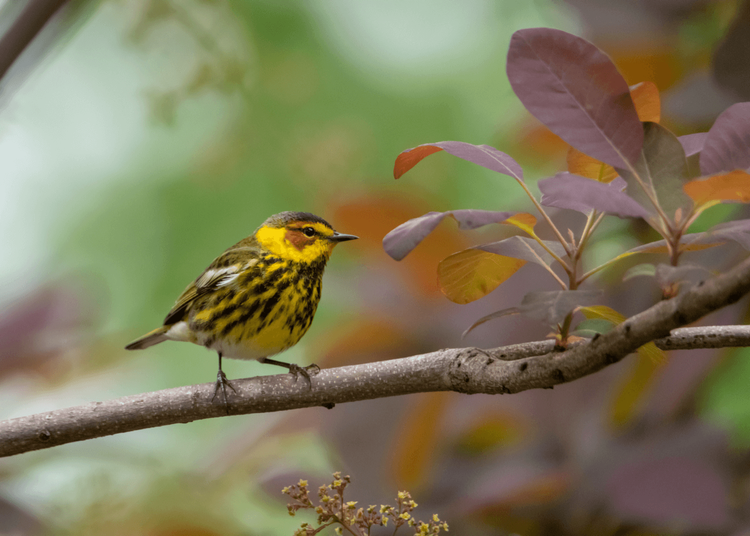 Cape May warbler among spring branches
