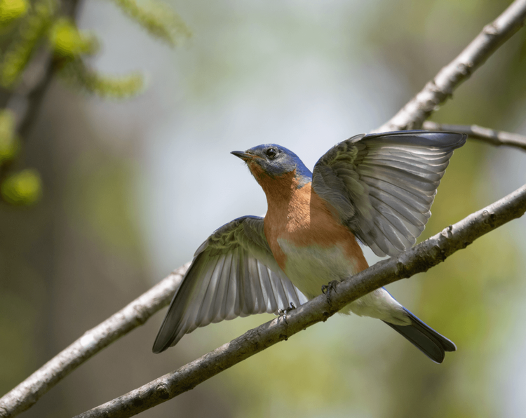 Eastern bluebird perched in soft light