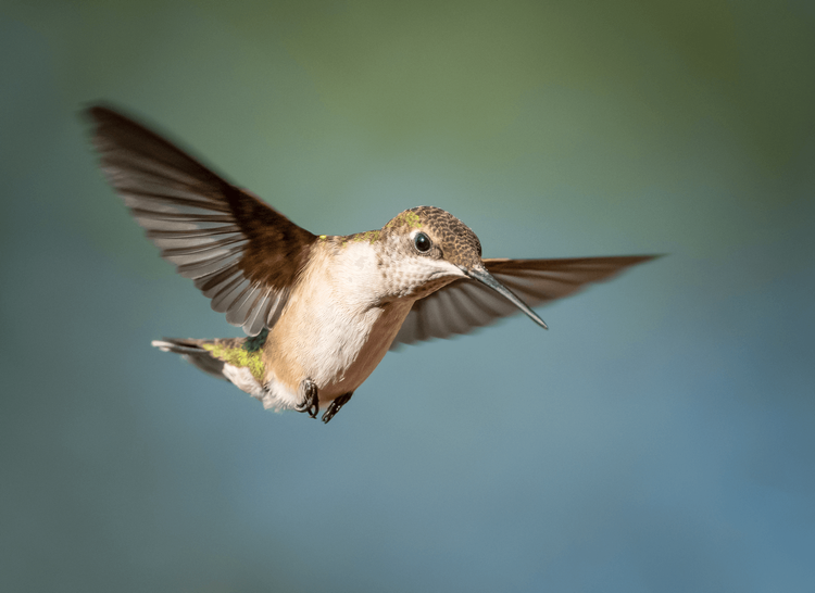 Ruby-throated hummingbird in flight
