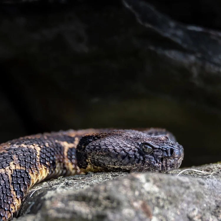 Close portrait of a snake in its natural habitat