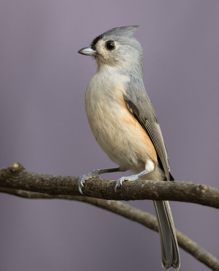Portrait of a tufted titmouse perched on a branch